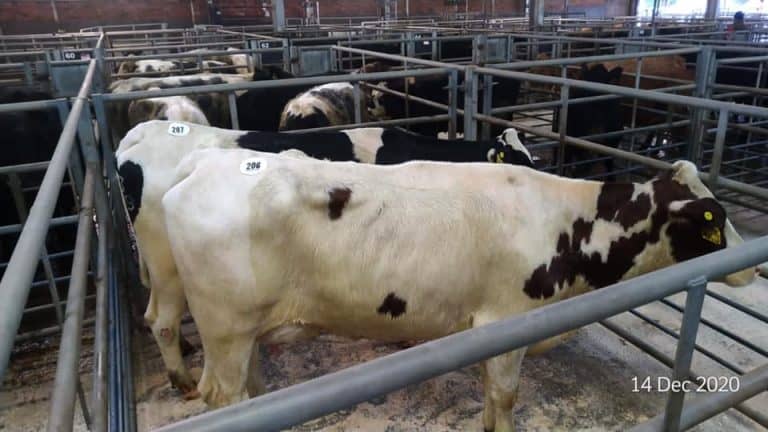 Montbelliard Cross From Shenrick Top Dumfries Christmas Dairy Sale