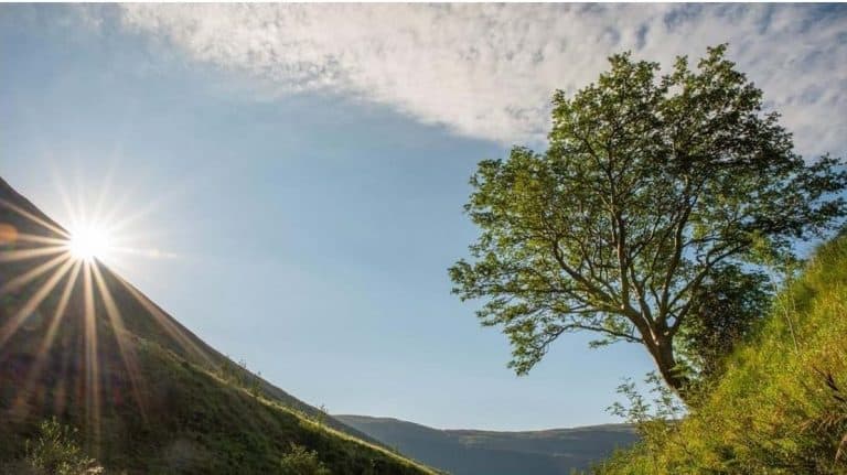A Lonesome Rowan Tree From Near Moffat to Represent Britain in Europe