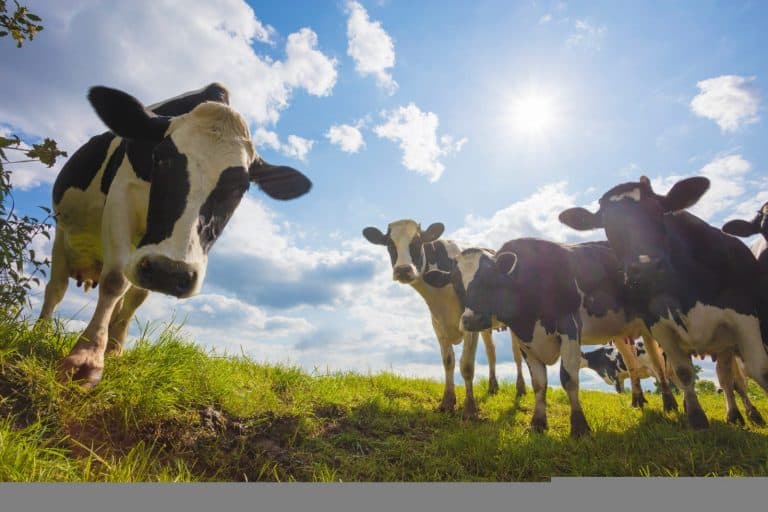 SRUC Bringing AI Innovation To Agriculture With NVIDIA