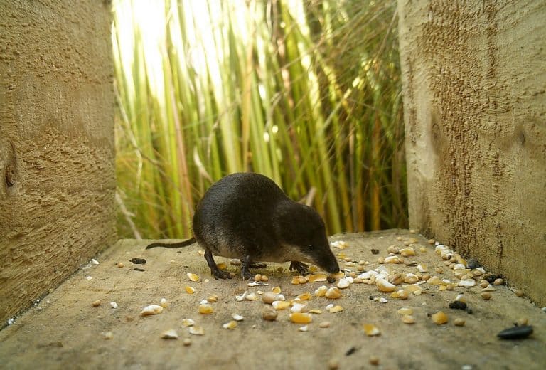Mice, camera, action