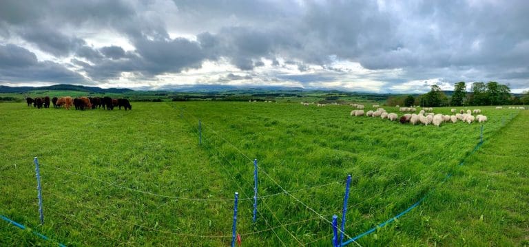 Chewing the cud at rotational grazing event