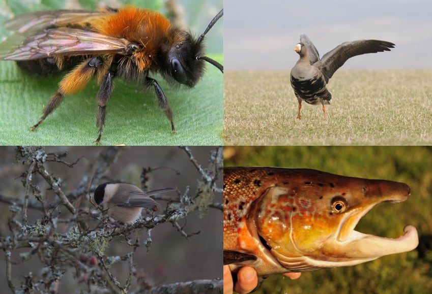 Spring Programme of ‘Natural Environment’ Online Events launched