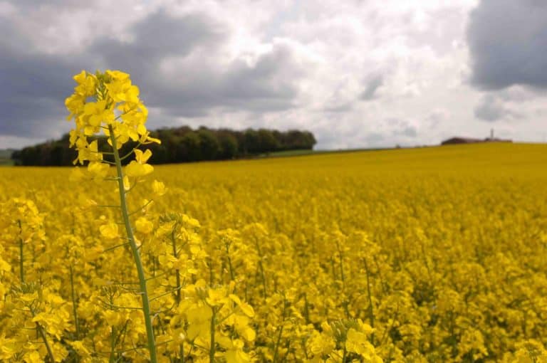NFUS IS HERE TO SUPPORT YOU AND YOUR MENTAL WELLBEING