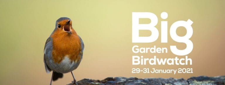 What will Scotland see in the Big Garden Birdwatch? 