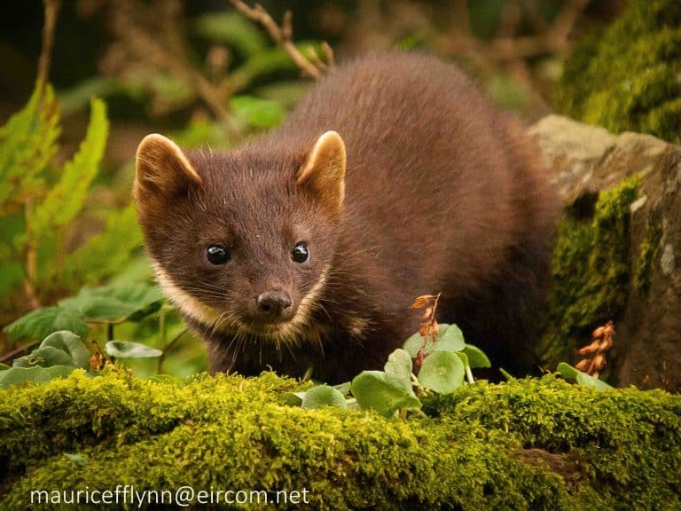 Online Event - Red Squirrels: Help from a Predator?