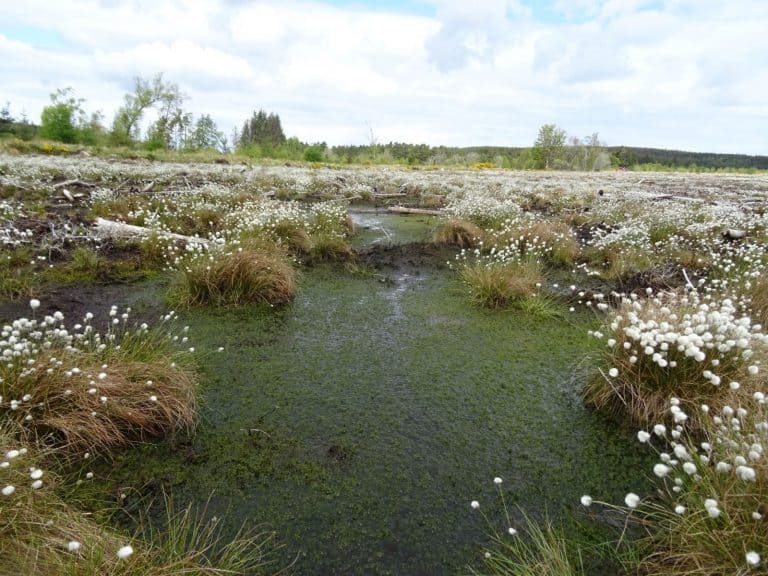 World Wetlands Day - Restoring a globally important habitat