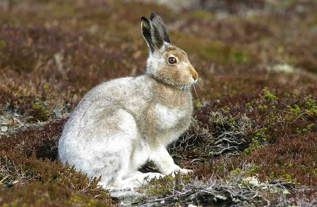 COULD LANGHOLM SEE RETURN OF LOST MOUNTAIN HARES?