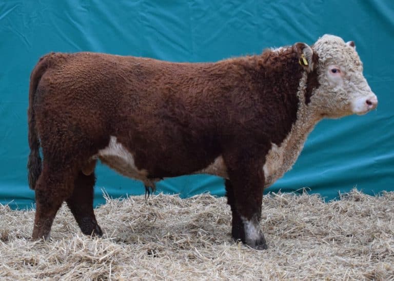 £5000 For Top Bull at Ervie Hereford Sale
