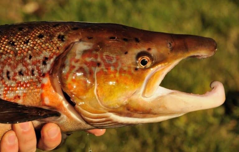 Fish: To Migrate or not to migrate…  Free Online Event – 3rd March, 7.30pm