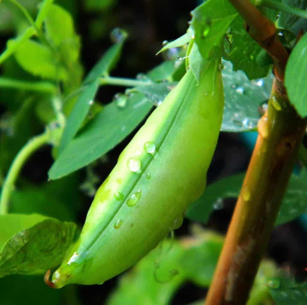 Magic beans - Farmers could reduce greenhouse gas emissions by growing legumes