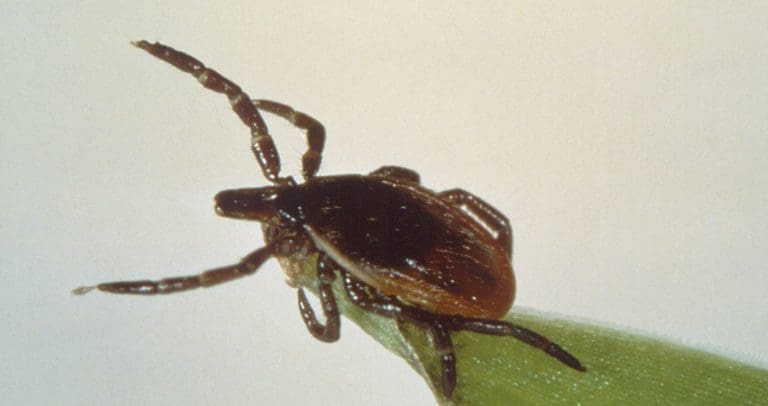 Tick Bite Prevention Week 2021 – Basc Aims To Boost Awareness As Covid-19 Restrictions Start To Ease