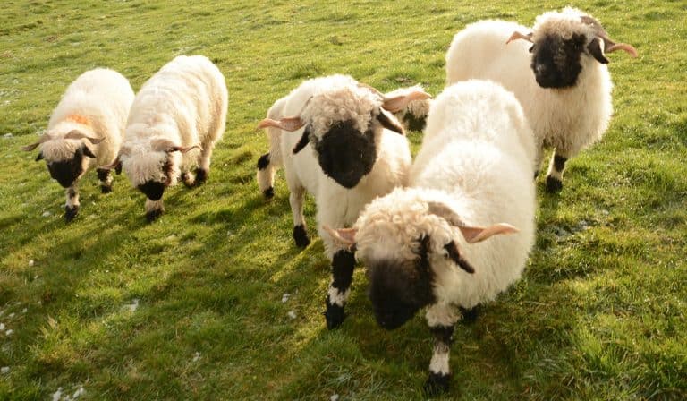Changes To Agricultural Wages Order To Come Into Effect Next Month