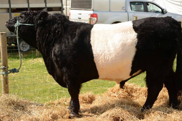 STEWARTRY AGRICULTURAL SHOW CANCELLED FOR SECOND YEAR RUNNING