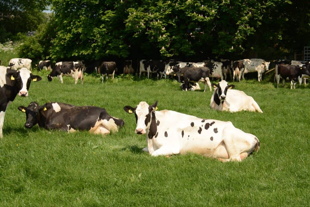 Climate change to put Dumfries and Galloway farming sector under stress
