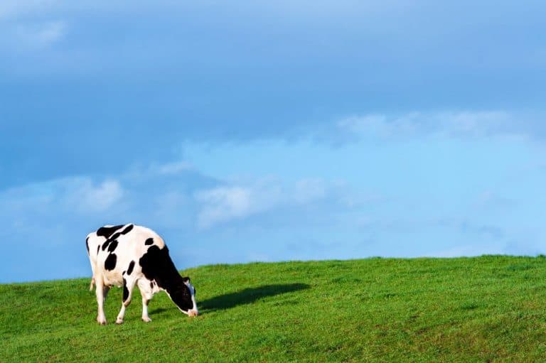 Barony College State of the Art Dairy Nexus Facility Moves One Step Closer