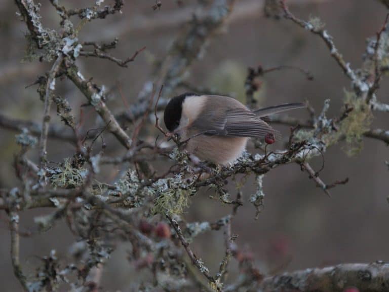 Wet Woodlands & Willow Tits – Why Scruffy woods are best