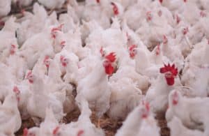 Avian Influenza: Housing measures set to be lifted on 31 March