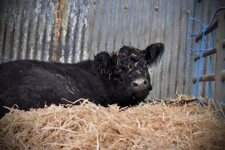 Trade was flying For Galloways At Wallets Marts - SATURDAY 6TH MARCH 2021