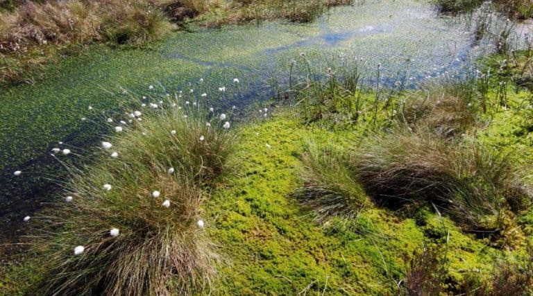Peatland Restoration Fund Tackles Global Climate Crisis