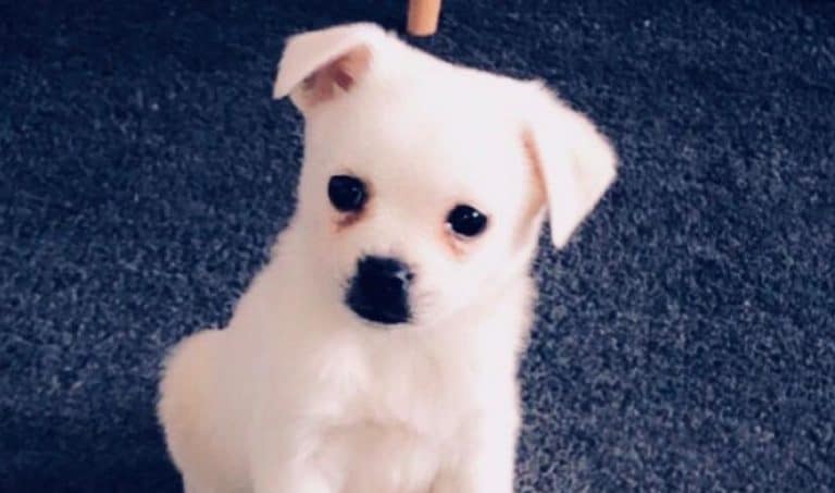 Unwanted Lockdown Pets Stretching Animal Shelters To Capacity