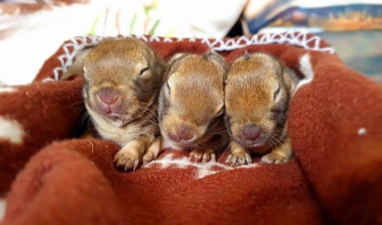 Be #WildlifeWise about baby rabbits and hares