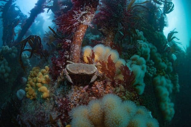 New Funding Announced for community marine surveys