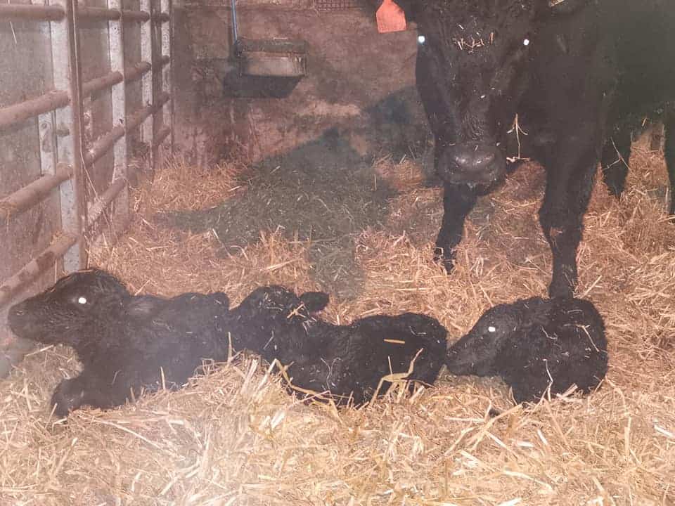 Whitehall Farms, Kirkmahoe New Born Aberdeen Angus Heifer Triplets are 1 in 400,000