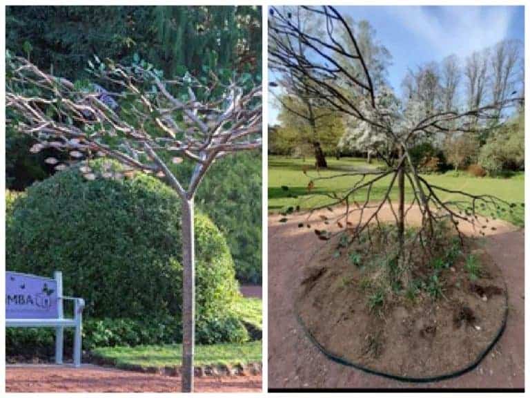 Just Giving Fund Set Up For Damaged ‘ Tree Of Tranquility’ in Dumfries