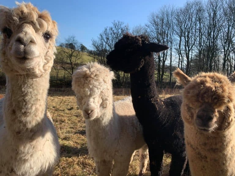Alpaca your worries away