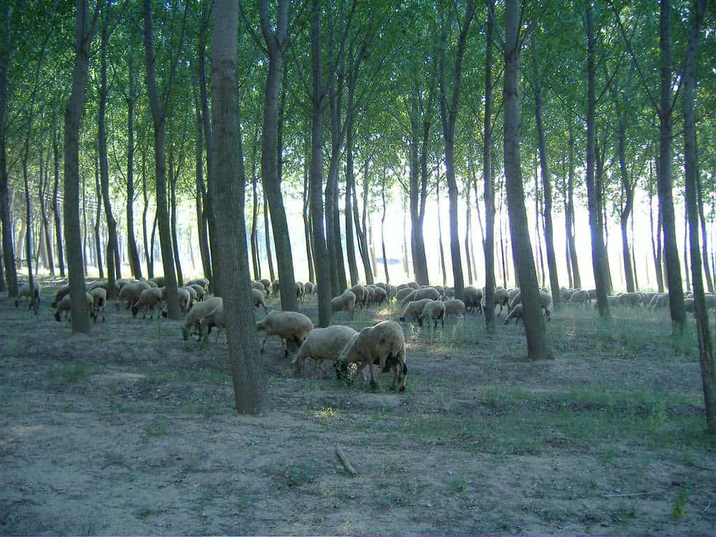 Breeding sheep for climate resilience