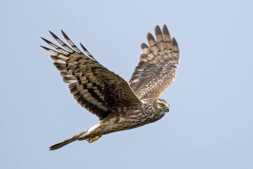 Eyes to the skies for returning hen harriers