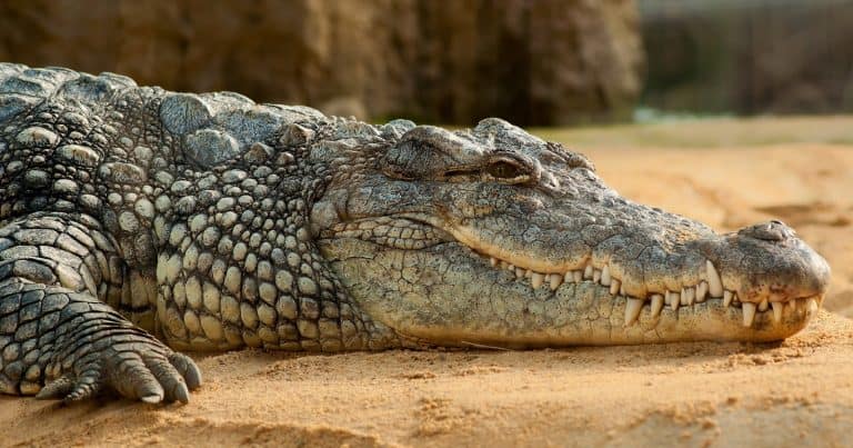 Born Free Calls For Reform Of Exotic Pet Keeping In The UK