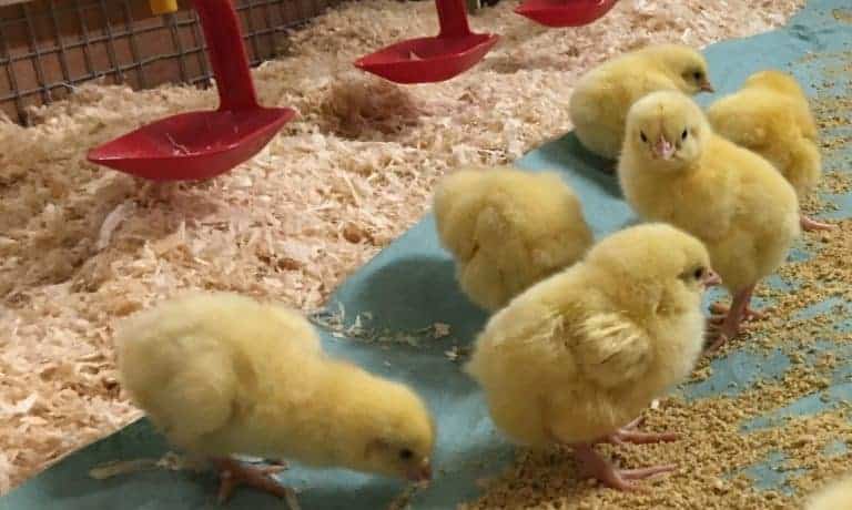Novel technology helps fight against superbug infections
