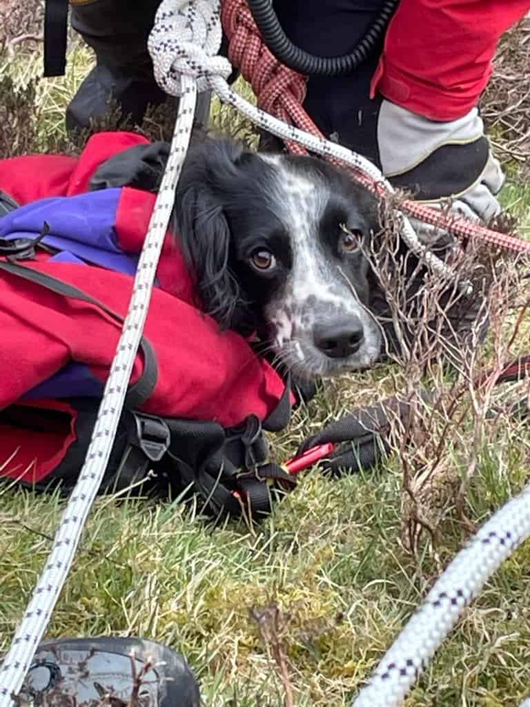 Louis the Springer Puppy Saved by Moffat Mountain Rescue After 300 Feet Fall