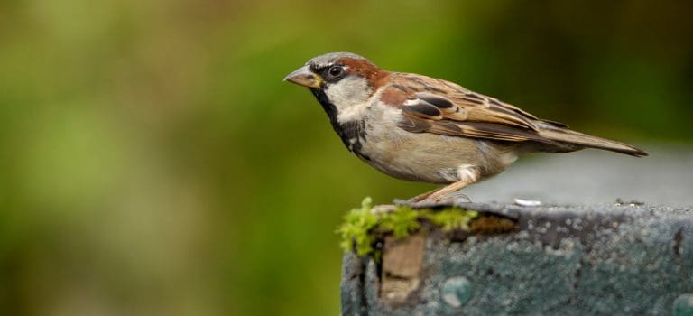 Over 78,000 People In Scotland Took Part In Record Breaking RSPB Big Garden Birdwatch 