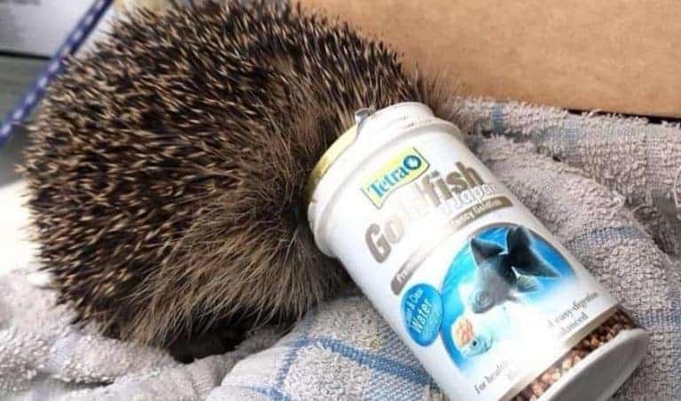 Scottish SPCA Encourages Dog Walkers To Paws On Plastic