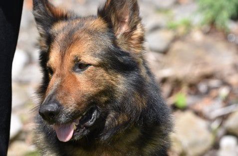 BRAVERY AWARD FOR POLICE DOG 'STORM'