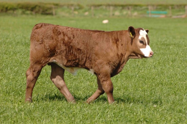 SCOTTISH SUCKLER BEEF SUPPORT SCHEME PAYMENTS UNDERWAY