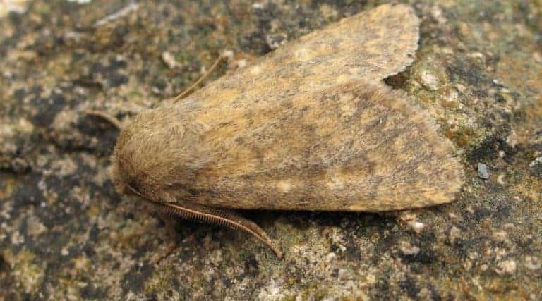 Moth Numbers Decline By 46% Across Scotland