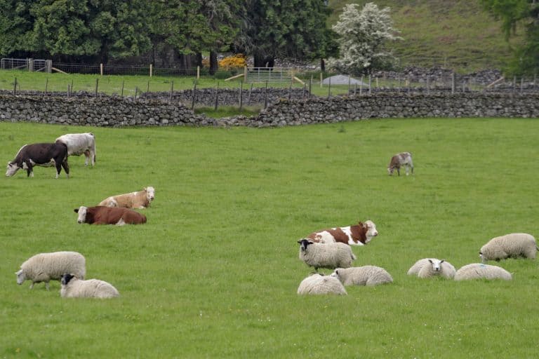 £500k boost for veterinary health in the Borders