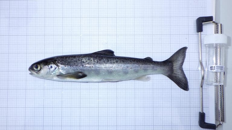 Galloway Fisheries Trust Are looking For a Paid Intern