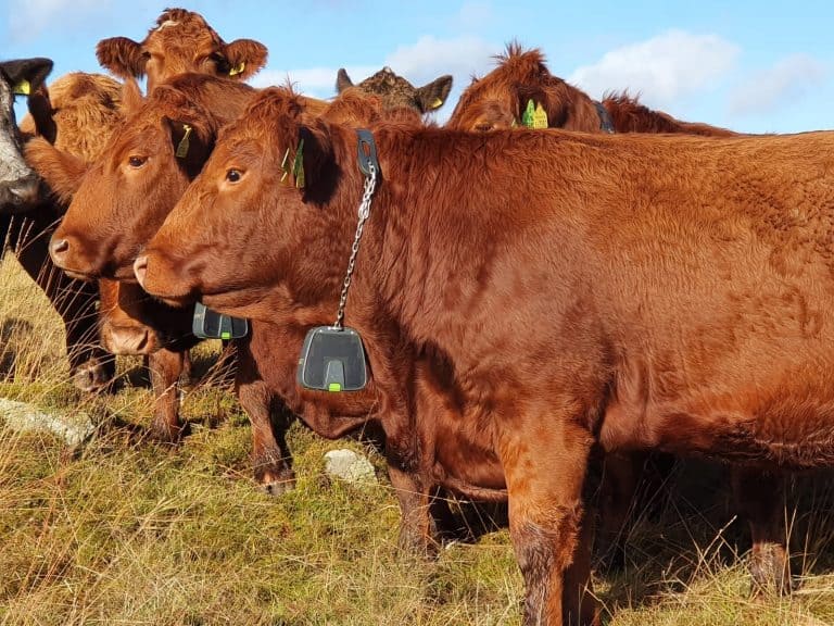 New Technologies To Future Proof The Livestock Sector