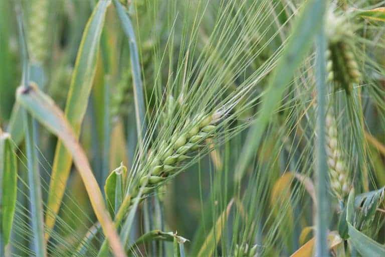Trials test efficiency of foliar feeds