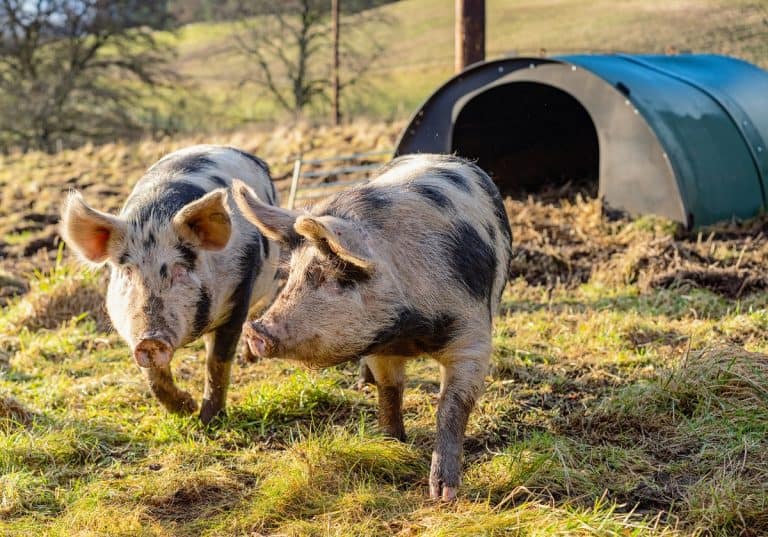 Health is the most important factor for wellbeing in animals