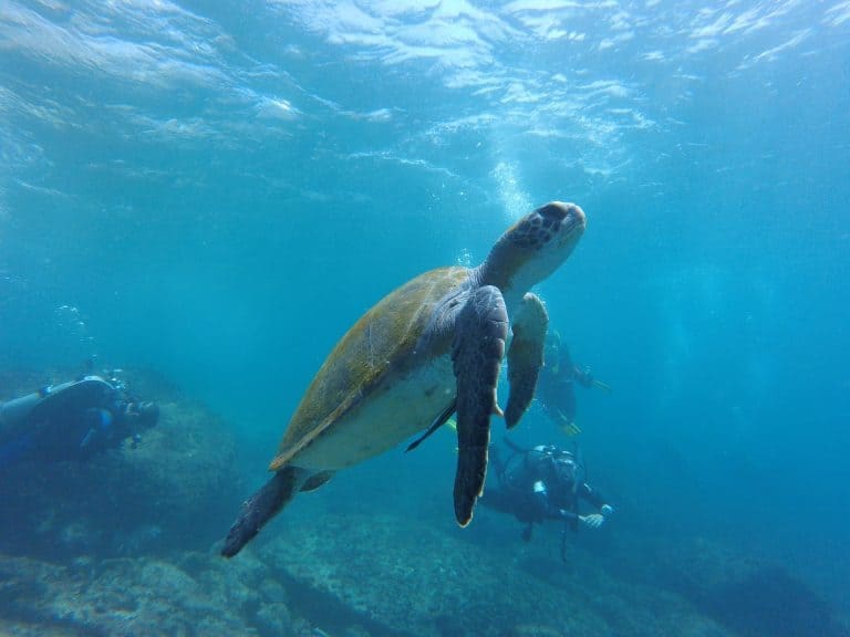 Make a splash on World Ocean Day - 8 June