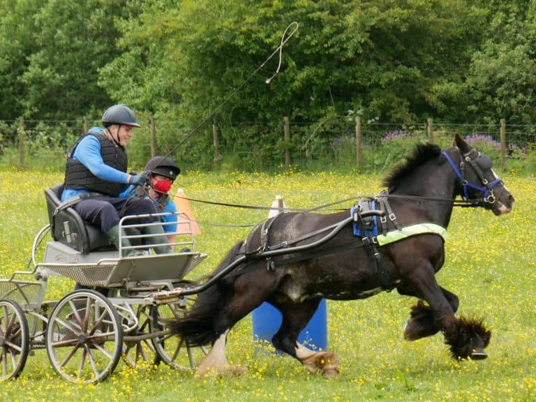 Disabled Equestrians Compete for First Time in 2 Years at Chariots of Fire