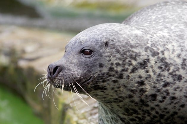 Harbour seal census confirms east-west divide