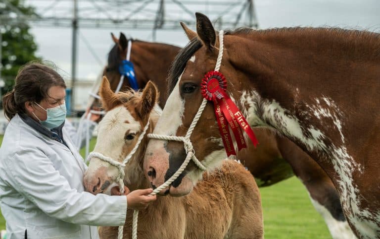 ROYAL HIGHLAND SHOWCASE ENDS ON A HIGH WITH 270K VIEWS OF THE BEST OF FARMING, FOOD AND RURAL LIFE  