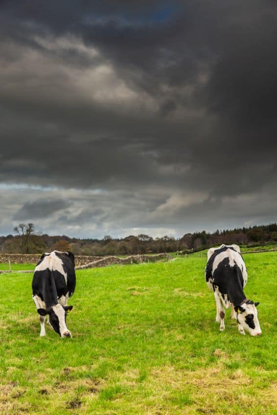 UK FARMING UNIONS WARN OF RISING DAIRY PRODUCTION COSTS AND LACK OF SUSTAINABLE MILK PRICE