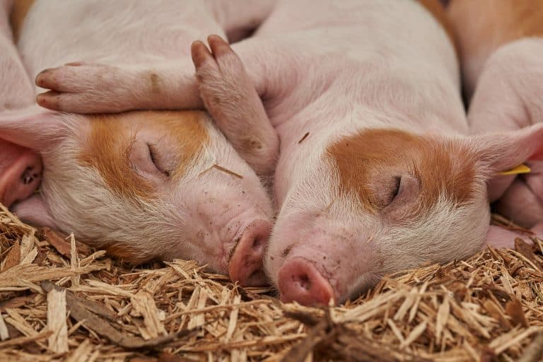 Scottish Pig Industry Future At Risk Due To Unfair Supply Chain Practice
